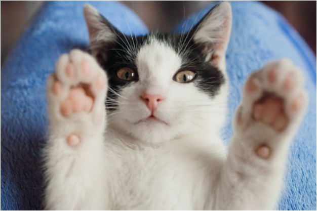 ¿Mi gato me quiere? Esta popular inquietud ya tiene respuesta