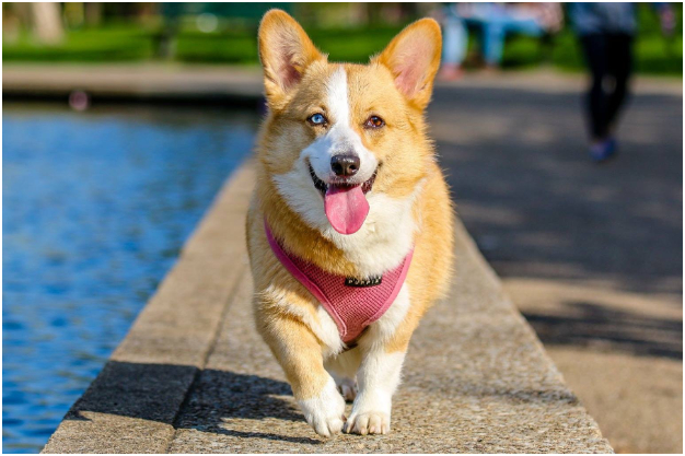 Una reina pet-friendly: Isabel II lanza al mercado un nuevo perfume para perritos